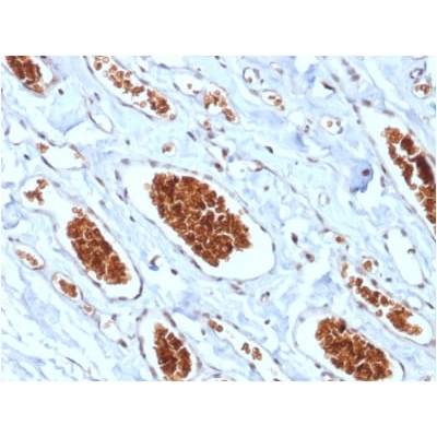 Glycophorin A / CD235a (Erythrocyte Marker) (rGYPA/280), Biotin conjugate, 0.1mg/mL