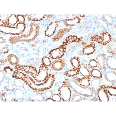 Ksp-Cadherin (Kidney-Specific Cadherin) / CDH16 (CDH16/1532R), CF488A conjugate, 0.1mg/mL