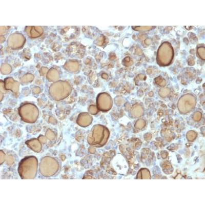 Thyroglobulin (Thyroidal Cell Marker) (TGB/1970R), CF405S conjugate, 0.1mg/mL