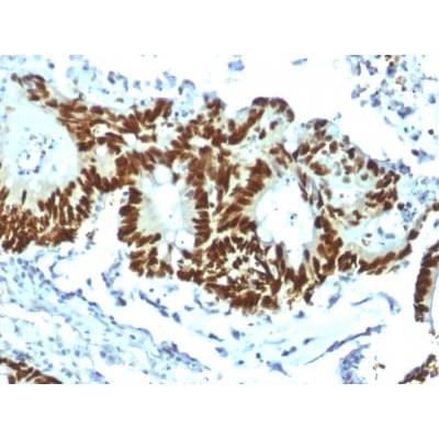 p53 Tumor Suppressor Protein (TP53/1799R), CF405S conjugate, 0.1mg/mL