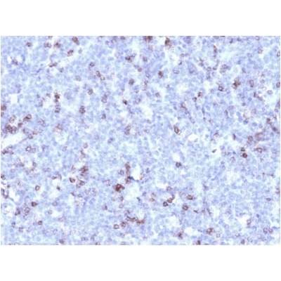 CD43 (T-Cell Marker) (rSPN/1094), CF488A conjugate, 0.1mg/mL