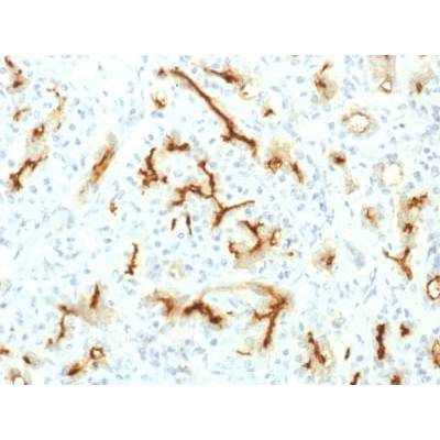 CFTR (Cystic Fibrosis Transmembrane Conductance Regulator) (CFTR/1775R), CF488A conjugate, 0.1mg/mL