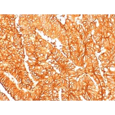 Ep-CAM / CD326 (Epithelial Marker) (EGP40/1556R), CF405S conjugate, 0.1mg/mL