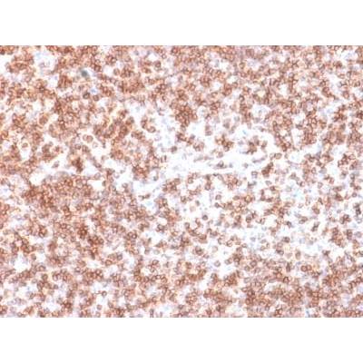 CD45 / LCA (B-Cell Marker) (PTPRC/1975R), CF405S conjugate, 0.1mg/mL
