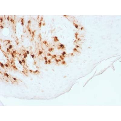 MART-1 / Melan-A / MLANA (Melanoma Marker) (MLANA/1761R), CF488A conjugate, 0.1mg/mL