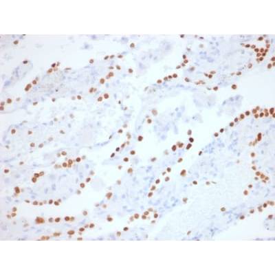 TTF-1 / NKX2.1 (Thyroid & Lung Epithelial Marker) (NX2.1/1855R), CF405S conjugate, 0.1mg/mL