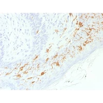 CD1a / HTA1 (Mature Langerhans Cells Marker) (C1A/1506R), CF568 conjugate, 0.1mg/mL