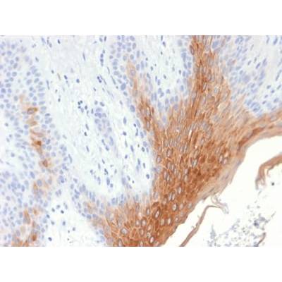 Cytokeratin 10 (KRT10) (Suprabasal Epithelial Marker) (KRT10/1990R), CF405S conjugate, 0.1mg/mL