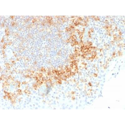 CD27 (Tumor Necrosis Factor Receptor Superfamily 7) (rLPFS2/1611), CF488A conjugate, 0.1mg/mL