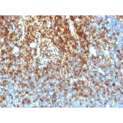 CD43 (T-Cell Marker) (SPN/1766R), CF488A conjugate, 0.1mg/mL