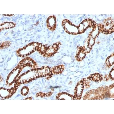 Ksp-Cadherin (Kidney-Specific Cadherin) / CDH16 (rCDH16/1071), CF405S conjugate, 0.1mg/mL