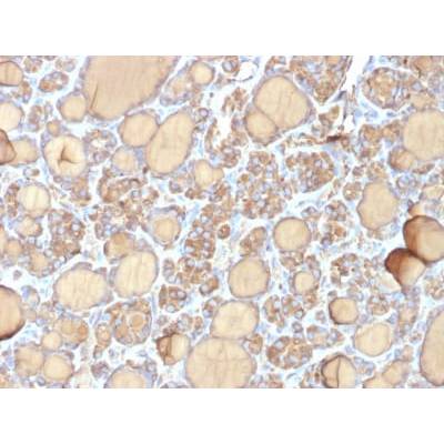 Thyroglobulin (Thyroidal Cell Marker) (r6E1), Biotin conjugate, 0.1mg/mL