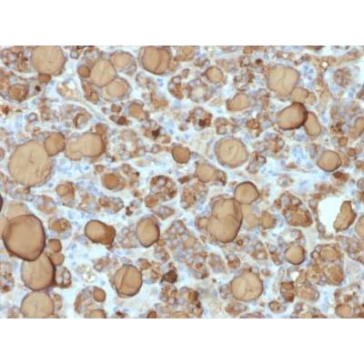 Thyroglobulin (Thyroidal Cell Marker) (TGB/1968R), CF488A conjugate, 0.1mg/mL