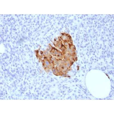 Chromogranin A / CHGA (Neuroendocrine Marker) (CHGA/1773R), CF405S conjugate, 0.1mg/mL