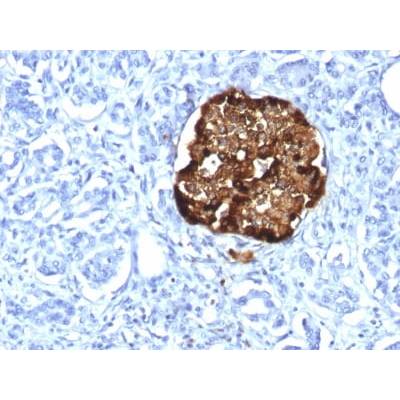 Chromogranin A / CHGA (Neuroendocrine Marker) (CHGA/1815R), CF488A conjugate, 0.1mg/mL