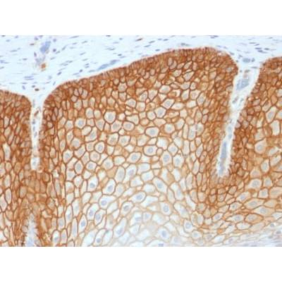 CD44v4 (Marker of Tumor Metastasis) (CD44v4/1700R), CF488A conjugate, 0.1mg/mL