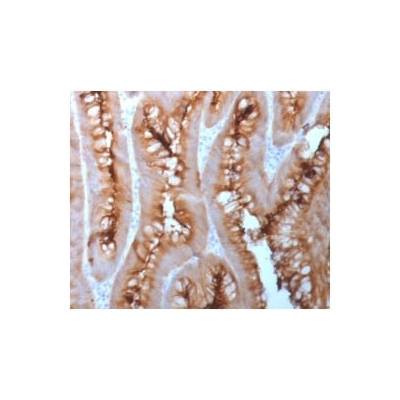 Carcinoembryonic Antigen (CEA) / CD66 (C66/1983R), CF488A conjugate, 0.1mg/mL