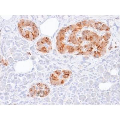 Chromogranin A / CHGA (Neuroendocrine Marker) (rCHGA/413), CF488A conjugate, 0.1mg/mL