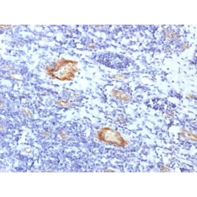 von Willebrand Factor / Factor VIII Related-Ag (Endothelial Marker) (VWF/1859R), CF488A conjugate, 0.1mg/mL