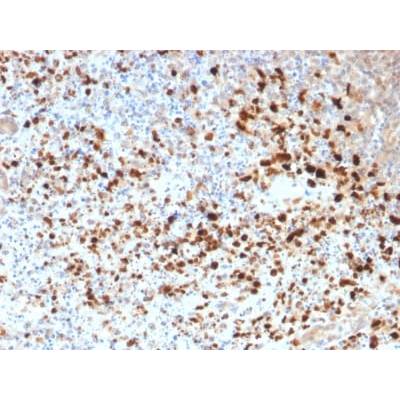 HSV1 (Herpes Simplex Virus Type I) (HSV1/1934), CF405S conjugate, 0.1mg/mL