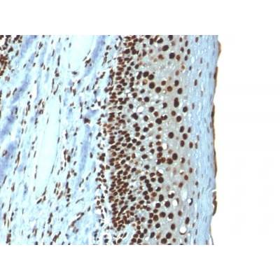 Histone H1 (Nuclear Marker) (r1415-1), CF488A conjugate, 0.1mg/mL