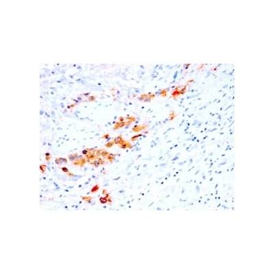 CD44v4 (Marker of Tumor Metastasis) (rCD44v4/1219), CF405S conjugate, 0.1mg/mL