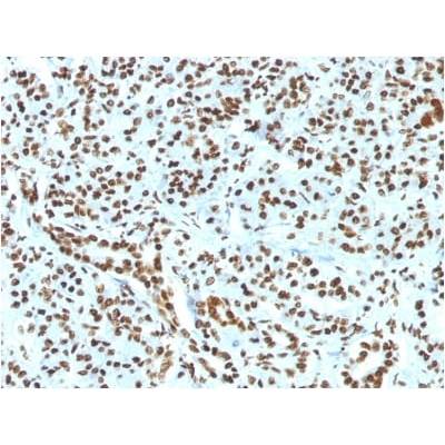 Histone H1 (Nuclear Marker) (HH1/1784R), CF488A conjugate, 0.1mg/mL