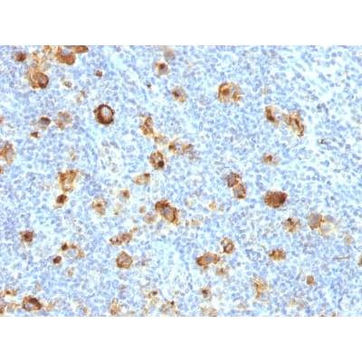CD15 / FUT4 (Reed-Sternberg Cell Marker) (FUT4/1478R), CF568 conjugate, 0.1mg/mL