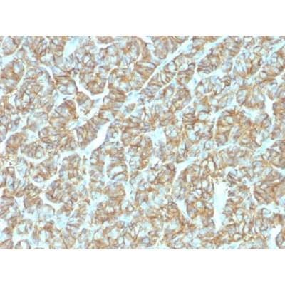 Ep-CAM / CD326 (Epithelial Marker) (EGP40/1555R), CF488A conjugate, 0.1mg/mL