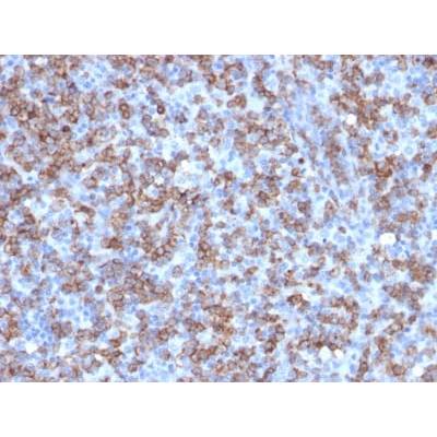 CD8A (Cytotoxic- &amp; Suppressor T-Cell Marker) (C8/1779R), CF488A conjugate, 0.1mg/mL