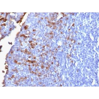 IgG (Immunoglobulin Gamma Heavy Chain) (B-Cell Marker) (IG1707R), CF488A conjugate, 0.1mg/mL