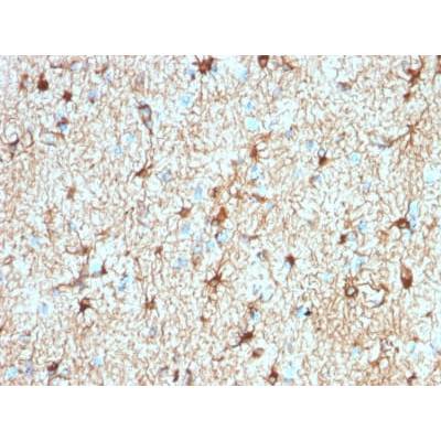 GFAP (Astrocyte & Neural Stem Cell Marker) (ASTRO/1974R), CF488A conjugate, 0.1mg/mL