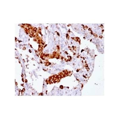 Napsin A (Lung Adenocarcinoma Marker) (rNAPSA/1239), CF405S conjugate, 0.1mg/mL