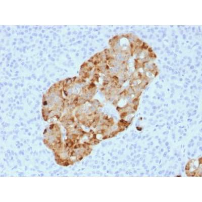 Chromogranin A / CHGA (Neuroendocrine Marker) (CHGA/1731R), CF405S conjugate, 0.1mg/mL