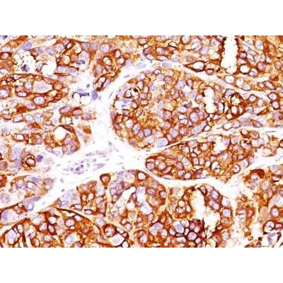 MART-1 / Melan-A / MLANA (Melanoma Marker) (MLANA/1409R), CF405S conjugate, 0.1mg/mL