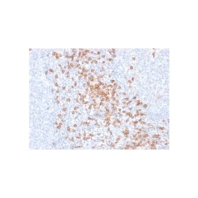 CD8A (Cytotoxic-&Suppressor T-Cell Marker) (rC8/468), Biotin conjugate, 0.1mg/mL
