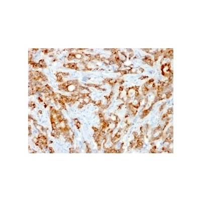 Beta-2 Microglobulin (Renal Failure &Tumor Marker) (rB2M/961), CF488A conjugate, 0.1mg/mL