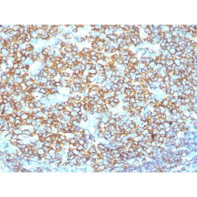 CD20 / MS4A1 (B-Cell Marker) (IGEL/1497R), CF405S conjugate, 0.1mg/mL