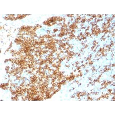 CD45RB (B-Cell Marker) (PTPRC/1783R), CF488A conjugate, 0.1mg/mL