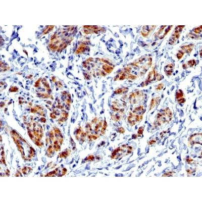 Caldesmon, HMW (h-Caldesmon) (Smooth Muscle Marker) (CALD1/1424R), CF405S conjugate, 0.1mg/mL