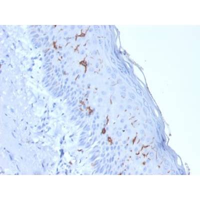 CD1a / HTA1 (Mature Langerhans Cells Marker) (rC1A/711), CF405S conjugate, 0.1mg/mL