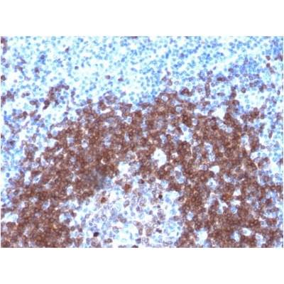 CD79a (B-Cell Marker) (IGA/1790R), CF488A conjugate, 0.1mg/mL
