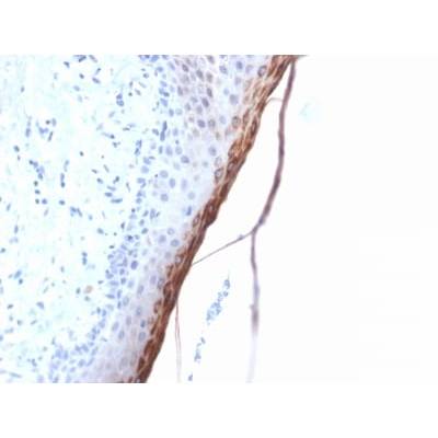 Filaggrin (Keratinocyte Differentiation Marker) (FLG/1957R), CF405S conjugate, 0.1mg/mL