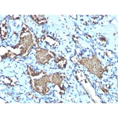 Glycophorin A / CD235a (Erythrocyte Marker) (GYPA/1725R), CF405S conjugate, 0.1mg/mL