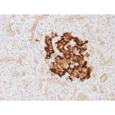 Insulin / IRDN (beta-Cell & Insulinoma Marker) (IRDN/1980R), CF405S conjugate, 0.1mg/mL