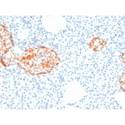 Chromogranin A / CHGA (Neuroendocrine Marker) (rCHGA/798), CF405S conjugate, 0.1mg/mL