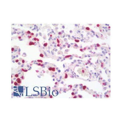 Mouse Anti-Macrophage Antibody (clone MAC387, Azide-free) IHC-plus™
