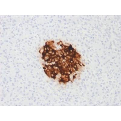 Insulin / IRDN (beta-Cell & Insulinoma Marker) (rIRDN/805), CF405S conjugate, 0.1mg/mL
