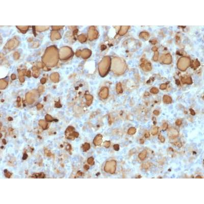 Thyroglobulin (Thyroidal Cell Marker) (rTGB24), CF405S conjugate, 0.1mg/mL