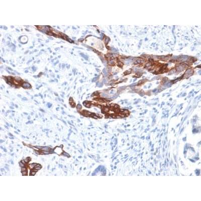 MUC6 (Mucin 6 / Gastric Mucin) (MUC6/1553R), CF405S conjugate, 0.1mg/mL